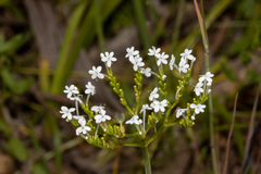 Centranthus macrosiphon