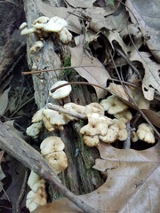 Lentinellus micheneri