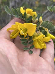 Sophora chrysophylla