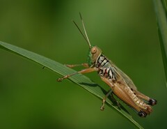 Hieroglyphus nigrorepletus