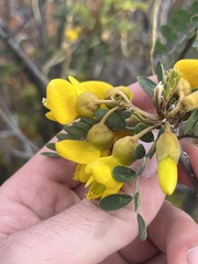 Sophora chrysophylla