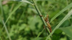Hieroglyphus nigrorepletus