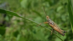 Hieroglyphus nigrorepletus
