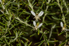 Olearia ramulosa