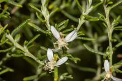 Olearia ramulosa
