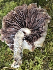 Psilocybe