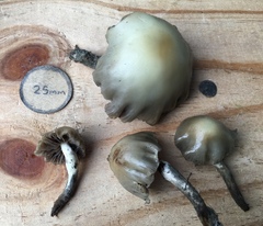 Psilocybe