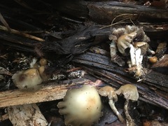 Psilocybe