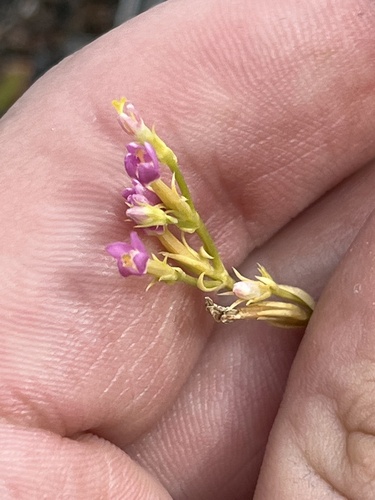 Centaurium erythraea observed 2022-11-27
