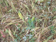 Melilotus suaveolens