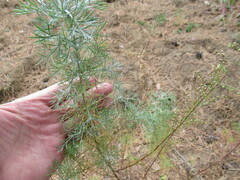 Artemisia scoparia