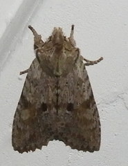 Lithophane patefacta