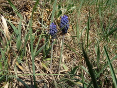 Muscari neglectum