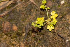 Hydrocotyle foveolata