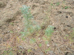 Artemisia scoparia