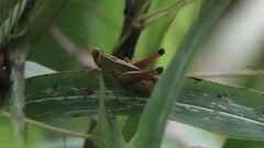 Eyprepocnemis plorans