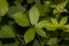 Rubus