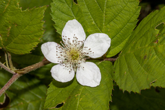Rubus