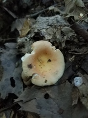 Russula pusilla