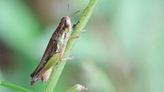 Spathosternum prasiniferum