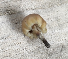Psilocybe
