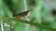 Spathosternum prasiniferum