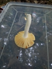 Russula pusilla