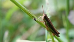 Spathosternum prasiniferum