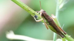 Spathosternum prasiniferum