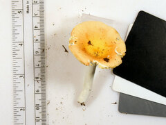 Russula pusilla
