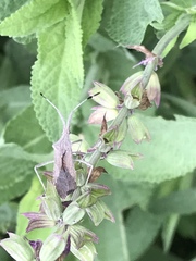 Chariesterus antennator