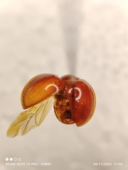 Chilocorus circumdatus