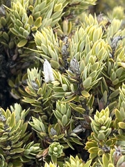 Carposina gracillima