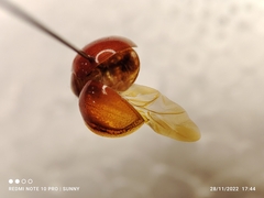 Chilocorus circumdatus