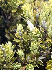 Carposina gracillima