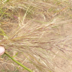 Austrostipa semibarbata