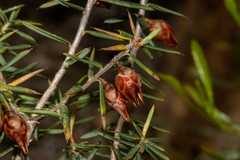 Stenanthera conostephioides