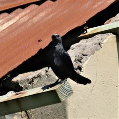 Onychognathus morio morio