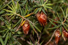 Stenanthera conostephioides