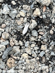 Carposina gracillima