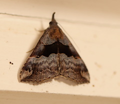 Hypena gonospilalis