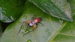 Homoeoxipha lycoides