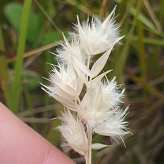 Rytidosperma carphoides