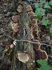 Gloeoporus dichrous