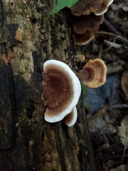 Gloeoporus dichrous