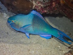 Scarus rubroviolaceus