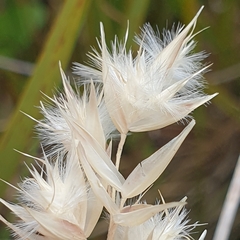 Rytidosperma carphoides