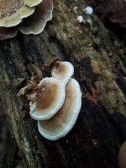 Gloeoporus dichrous