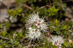 Kunzea pomifera