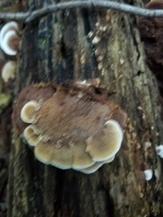 Gloeoporus dichrous